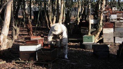 Bees are 'sick of humans' but man will feel the sting