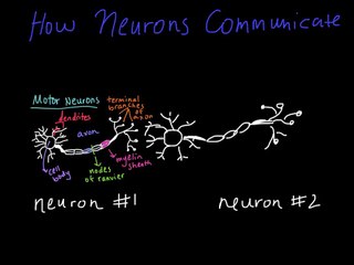 How Neurons Communicate