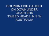 Dolphin fish off the Tweed Heads , Gold Coast