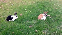 Rabbits Running & Eating in my backyard!