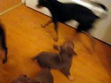 Russian toy- terrier Русский той-терьер. Игры семьи тойчиков.Family Game of the Terriers