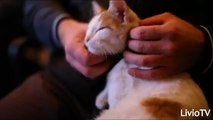 Il gatto fa le fusa - Purring cat