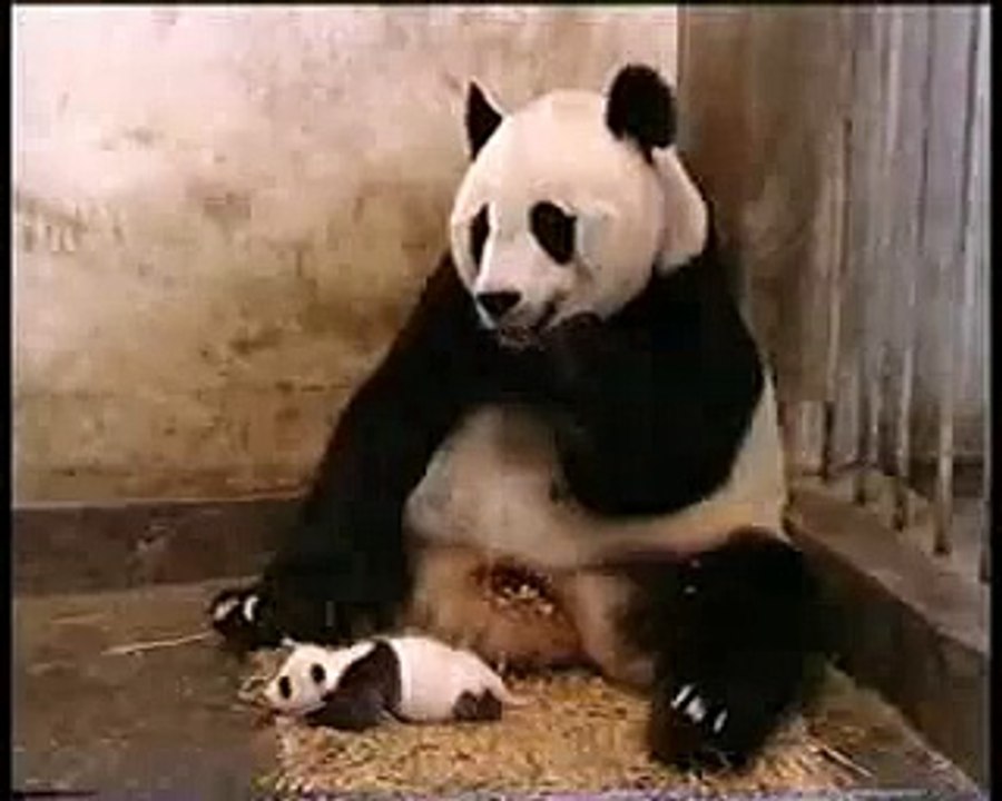 Surprise Panda