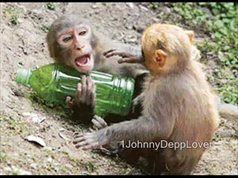 Another Postcard With Chimpanzees
