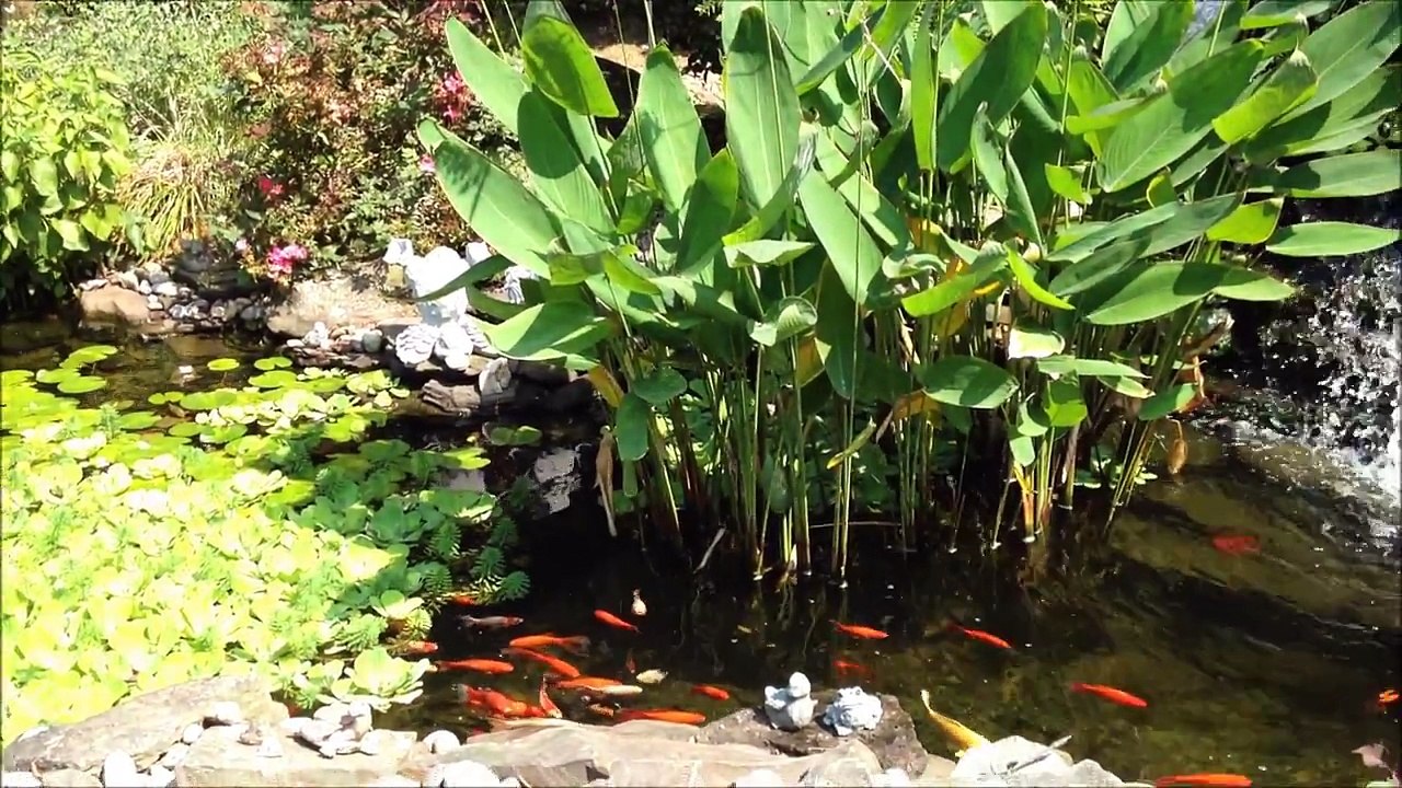 Backyard Goldfish Koi pond and plants look great at the end of the summer