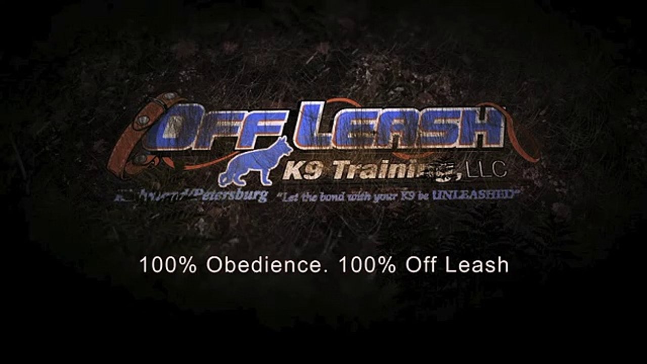 Yellow Lab, Doberman, and Chocolate Lab!  Dog Training Northern Virginia, DC, Maryland