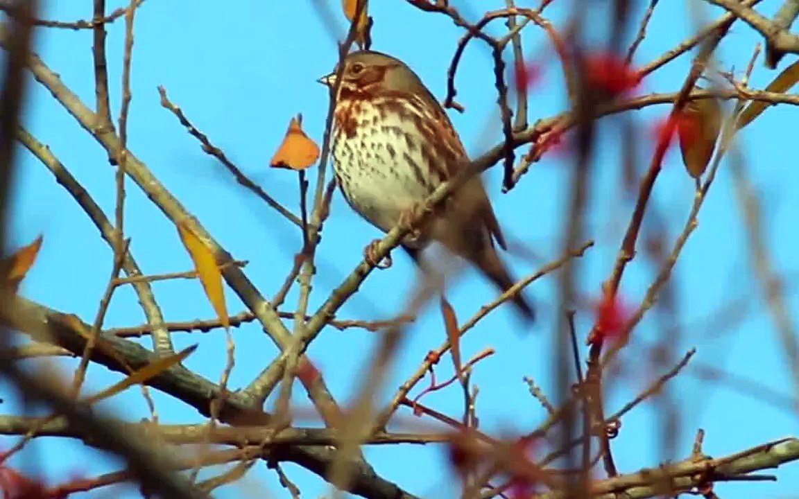 Fox Sparrow Singing
