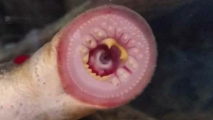 Terrifying looking fish falling from the sky in Alaska