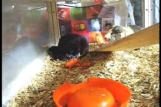 Guinea pig giving birth - Cavia geboorte