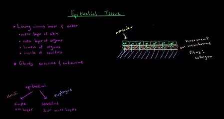 Epithelial and connective tissue