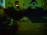 My Dog Chance sleeping in our living room in florida