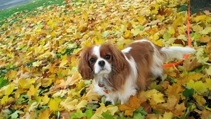 Lexi - a Cavalier King Charles Spaniel
