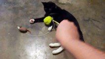 Cat playing with a tennis ball. Or is it a stress ball?