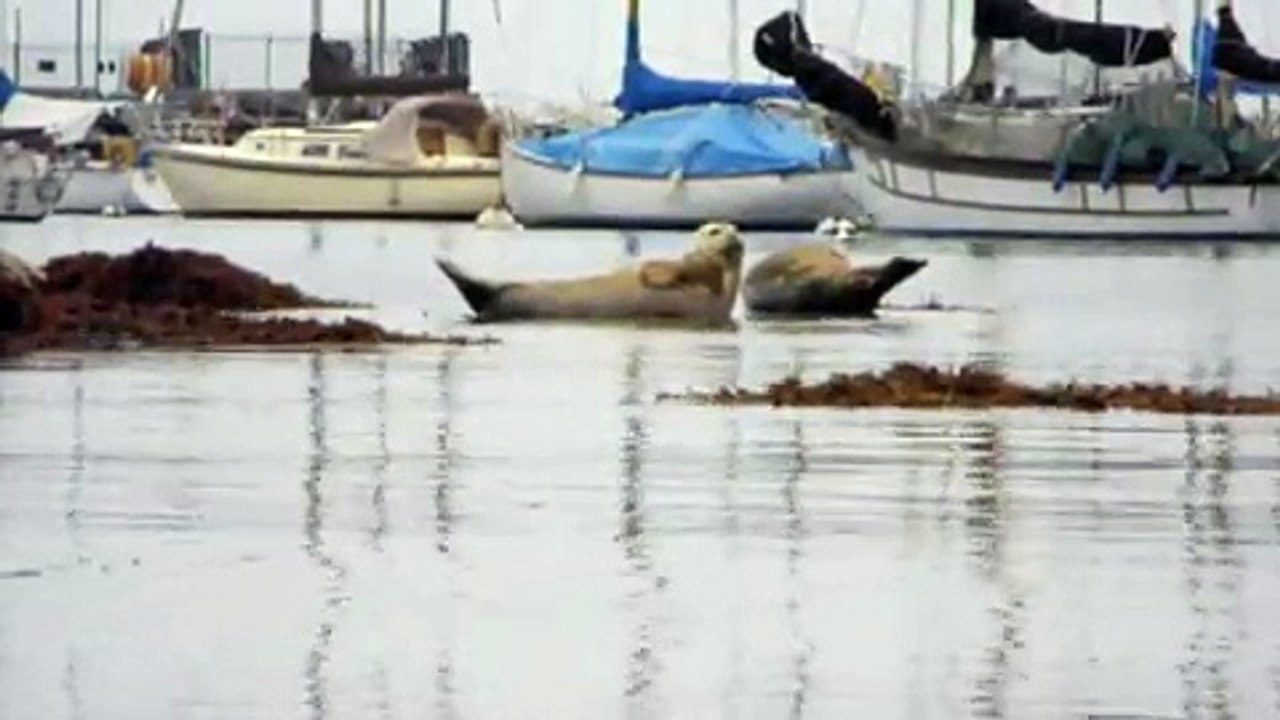 Harbor Seals, Phoca vitulina
