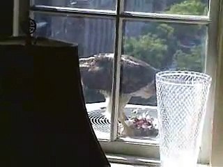 Red-Tailed Hawk Eats Pigeon Close Up