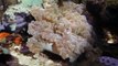 Bubble coral in saltwater tank revisited 2 years on tank with commentary