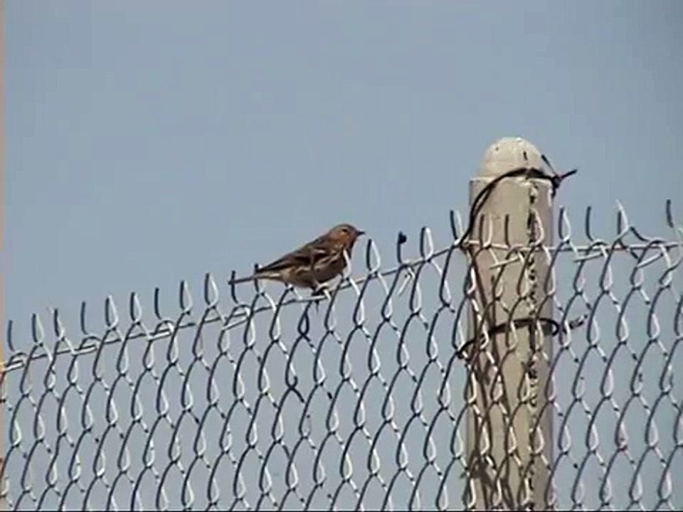 Red-throated Pipit