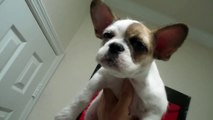 BULLSHIT Puppy (French Bulldog/Shih Tzu)