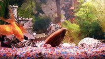 Aquarium zur Entspannung mit japanischer Musik Teichmuschel Goldfischen und Neons