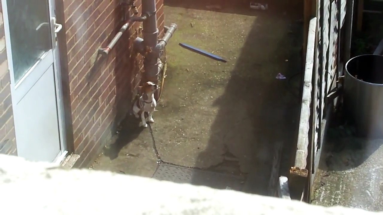 Dog Torture