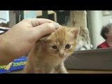 Orange Tabby Kitten Makes friends