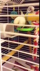Types if toys that budgies like