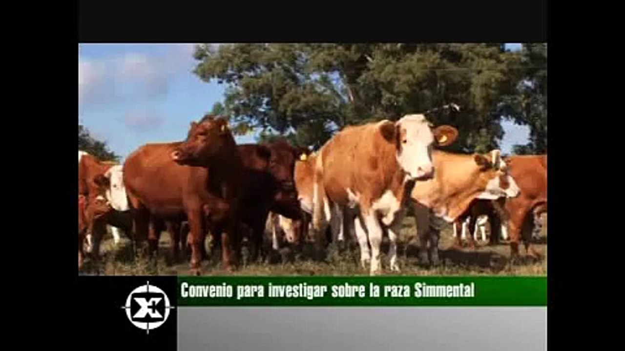 Investigan más sobre la raza Simmental en Entre Ríos