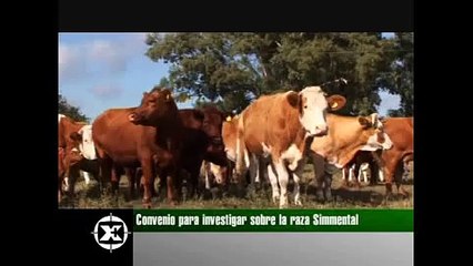 Investigan más sobre la raza Simmental en Entre Ríos
