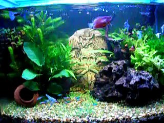 Moonlight Aquarium.DIY silicone led light from an auto shop.