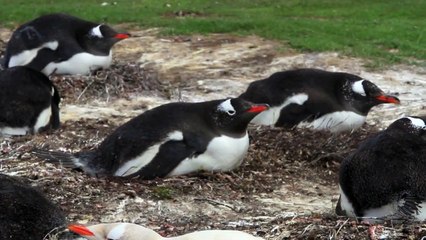 Leucistic Gentoo Penguin