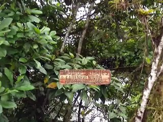 COLIBRIES, BUENAVENTURA, ECUADOR.