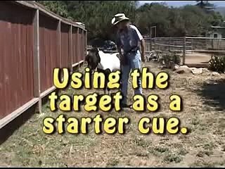 horse training tips