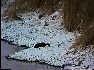 A short segment of an American mink running, swimming and hunting in the Baker Wetlands