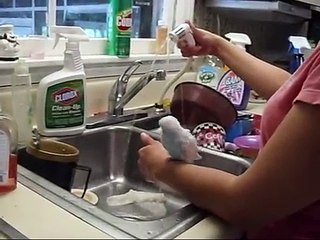 Budgies sharing a bath