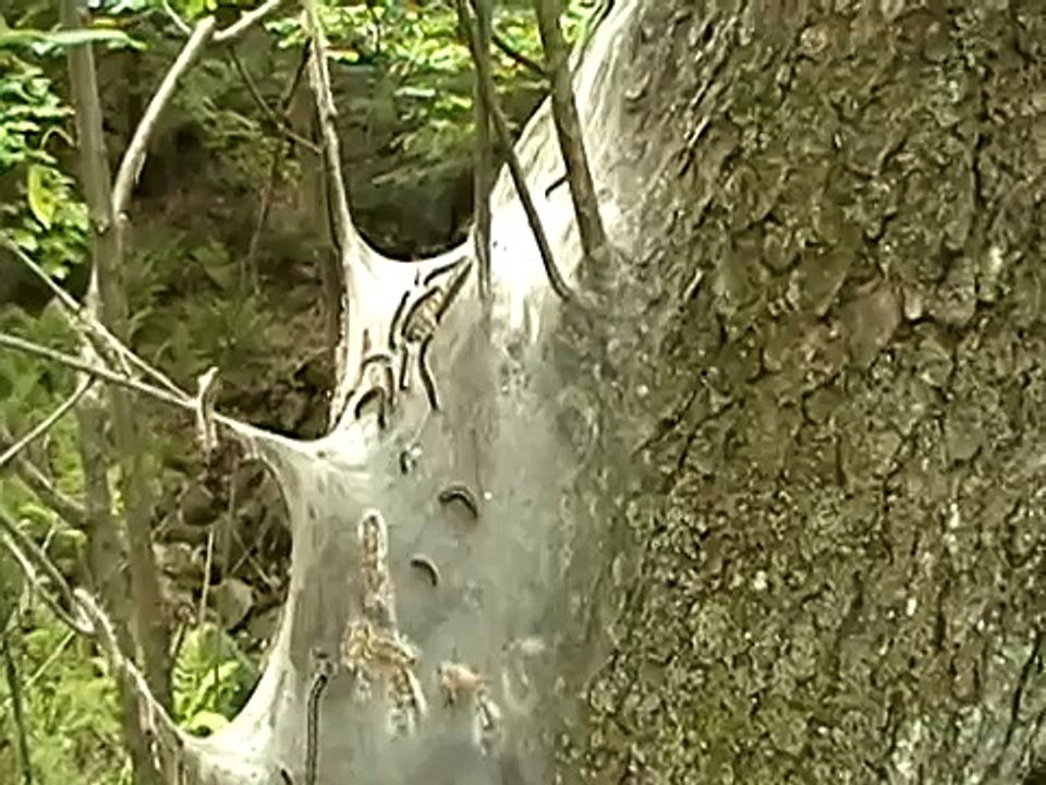 Lots of caterpillars