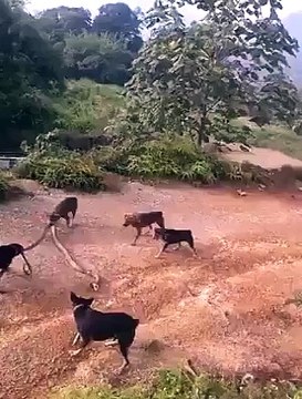 VID-20150317-WA0004.mp4