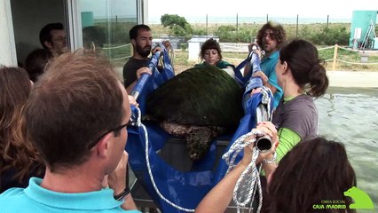 Proyecto de Reproducción Asistida - Obra Social Caja Madrid