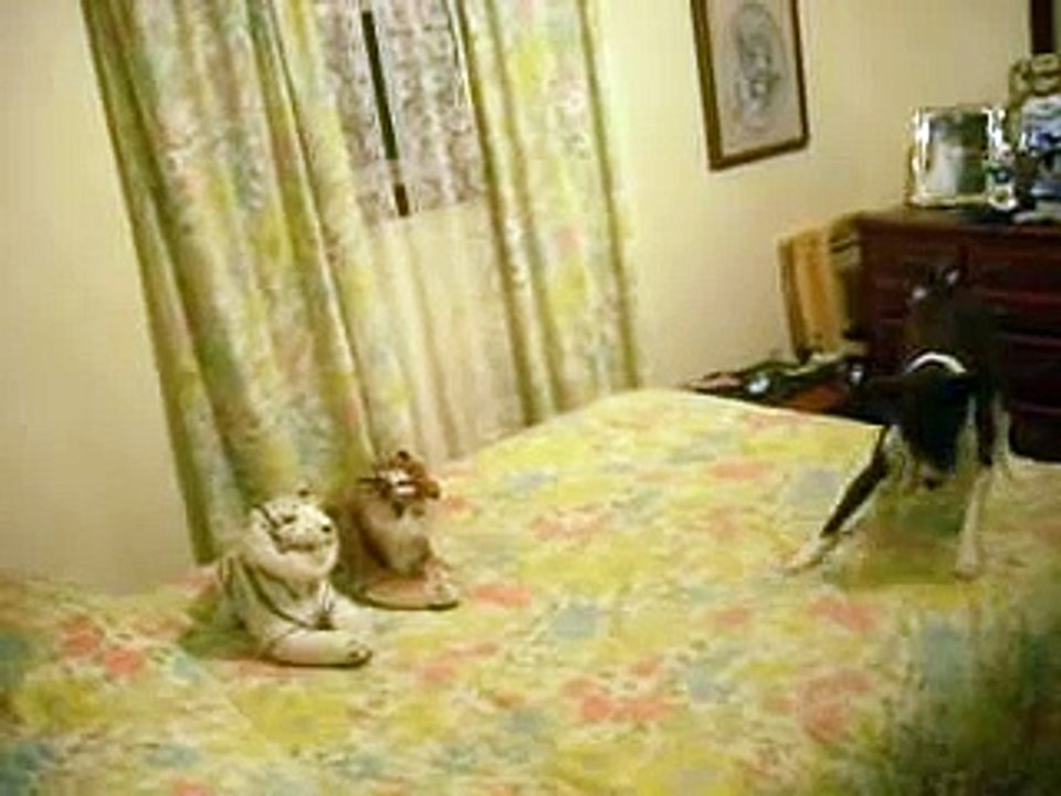 Basenji Dog Attacks Stuffed Tiger