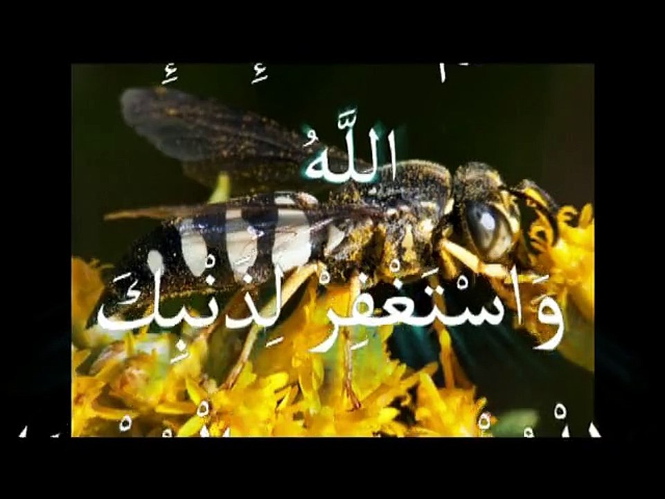 new allah miracles معجزة الله في خلق الكون ستصيب كل ملحد بالجنون