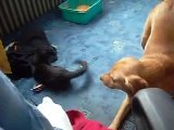 smieszna  walka kota z psem