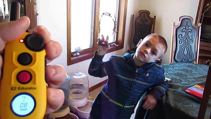 E-Collar Technologies EZ-900 Educator Low level Stimulation test