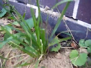 zagubiony ptaszek wróbelek zgubił się w mieście jak mu pomóc