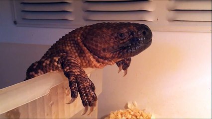 Beaded lizard relaxing in the hot tub (Heloderma horridum)