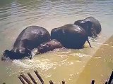 Discovery Wild Foundation Baby Elephants bathing   Elephants Wolds 360p