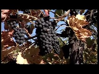 Ich lieb dich Niederösterreich