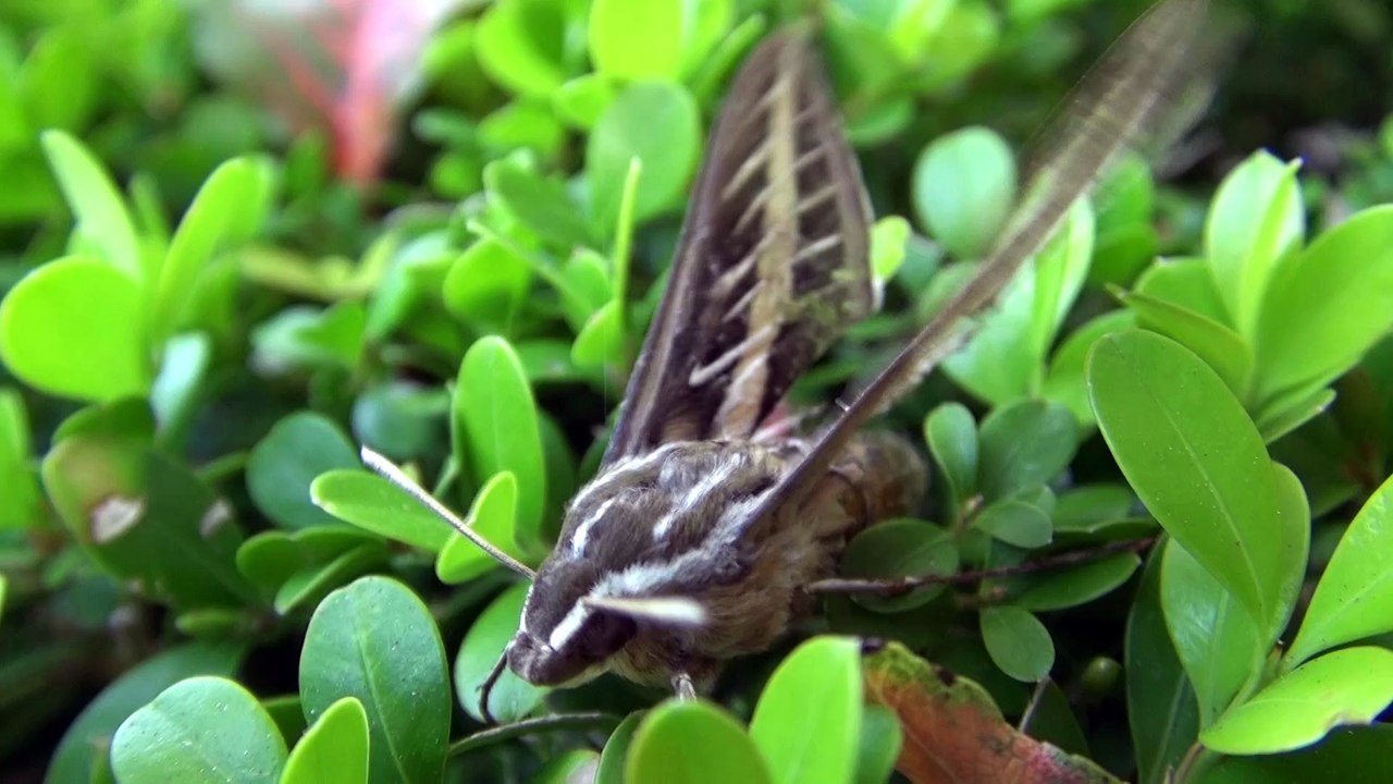 Bugs Of California 2