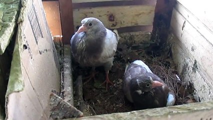 Babies Dewlap pigeons. حمام أبلق الشامي بحلس أحمر
