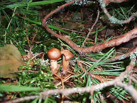 Russian Nature - Русская Природа