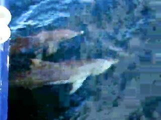 Dolfijnen voor de boot in Jervis Bay