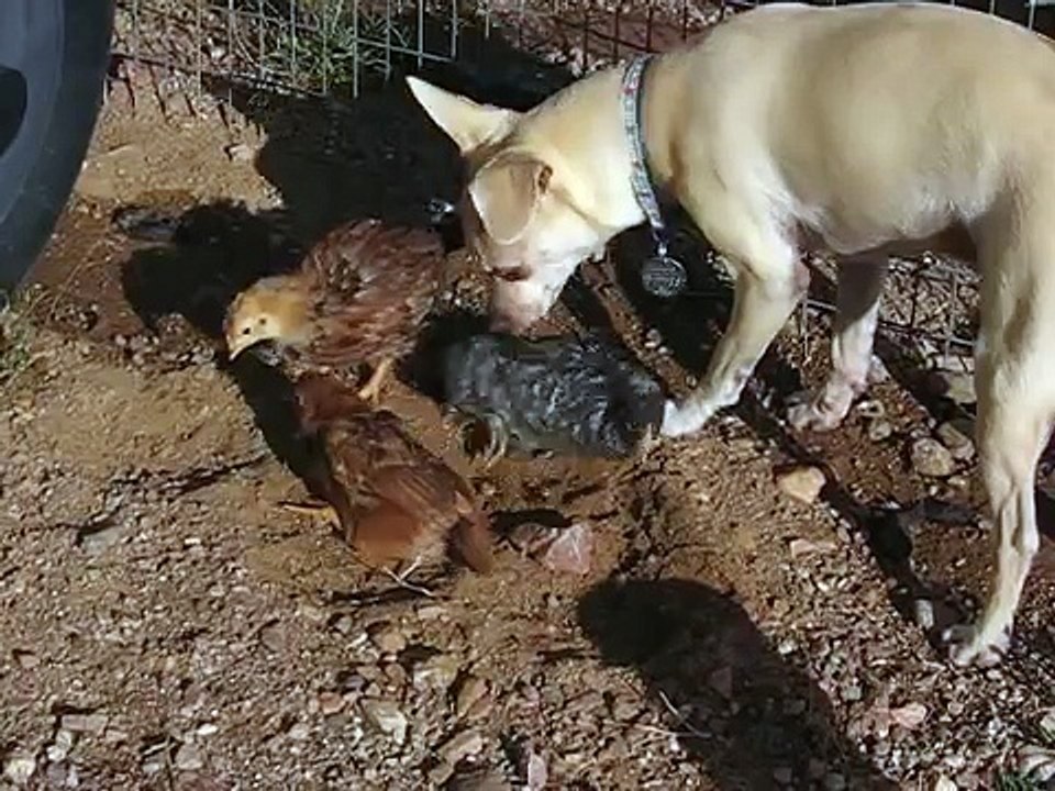Chicks and Dog